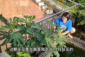 蔬菜需要磷钾肥，用两种有机肥合二为一的方法，挂果漂亮又高产视频封面