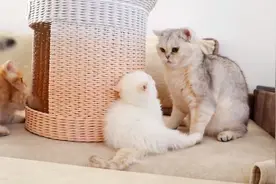 猫咪大乱斗，怎么才能让他们停下来呢？？