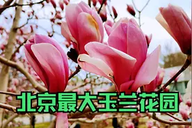 北京最大规模玉兰花园  这里有5000株 规模大 花色多 马上赏花期视频封面