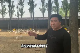 养鹅户迷惑行为，地上垫块砖就开始养鹅，还有多少人是这样养的？视频封面