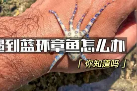 遇到蓝环章鱼该如何自救？视频封面