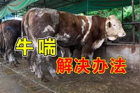 牛出现高热咳嗽喘，考虑下呼吸道感染，听吴老师如何解决视频封面