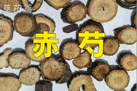 赤芍，别名山芍药，赤芍药。清热凉血，散淤止痛。视频封面