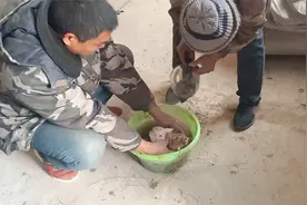邻居家刚生小羊羔快冻僵，大平飞奔去急救，一番操作羊羔又新生视频封面