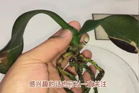 蝴蝶兰烂根叶子发软，用“大蒜水”泡了7天，大家看看真实效果