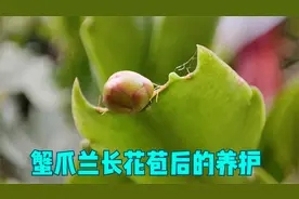 蟹爪兰花苞长得太快了，做好4件事，10月就能开视频封面