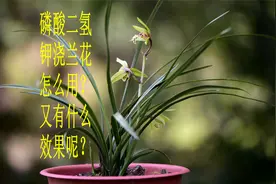 怎么用磷酸二氢钾浇兰花？一个细节掌握不好，就容易导致烂根视频封面