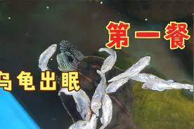 乌龟出眠第一餐，乌龟结束冬眠什么时候喂食好？这要考虑两个条件视频封面