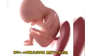 怀孕1-40周胎儿的变化，就像背了个书包，可可爱爱视频封面