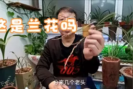 又老又弱的兰花老苗，如何再发新芽，李哥有一套视频封面
