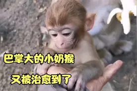 巴掌大的小奶猴——小四月，和小布丁小时候一样萌，又被治愈到了视频封面