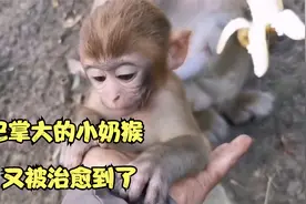 巴掌大的小奶猴——小四月，和小布丁小时候一样萌，又被治愈到了视频封面