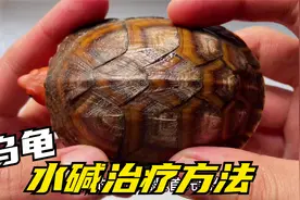 乌龟龟壳水碱治疗方法，只需四元轻松解决！视频封面