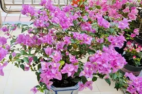 三角梅黑蕾落蕾和嫩芽干枯是怎么回事？这几点要注意视频封面