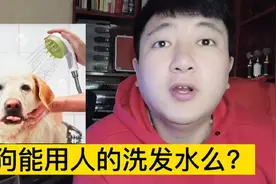 狗狗洗澡能用人的洗发水么？视频封面