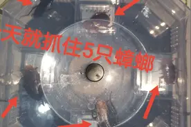 小伙实测网红抓蟑螂神器，一天就抓了这么多，推荐使用！