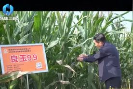 新品推介：宋协良——玉米新品种“良玉99  ”！视频封面
