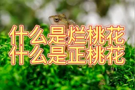什么是烂桃花？什么是正桃花？视频封面