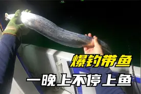 带鱼也能钓上来?在舟山海域一晚上能钓多少带鱼呢？