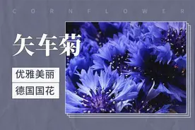矢车菊——优雅美丽，德国国花视频封面