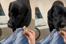 主人假装睡着了！狗子鬼鬼祟祟观察，趁机一口咬走猪蹄结果搞笑了视频封面