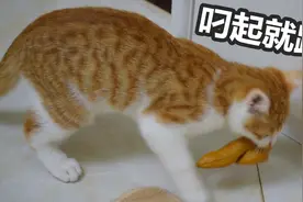 主人给猫咪买了个便便玩具，没想到小橘猫叼起就往厕所跑视频封面