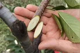 大樱桃苗常用嫁接方法及大樱桃苗嫁接时注意事项视频封面