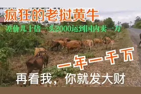 老挝这么多黄牛，一头才二千，拉回去一头挣5000，几百倍的利润呢