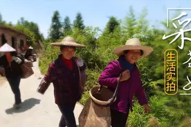 实拍福建采茶女的生活，一天卖力采茶10余斤，能赚多少钱？视频封面