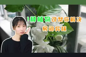 房间有异味难闻，1种植物可帮你解决，花香四溢视频封面