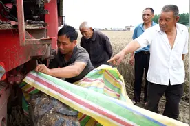 河南农民抢收实录：收割机手放弃北上守村抢收小麦视频封面