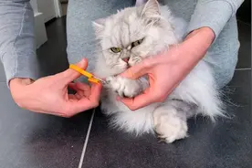 猫指甲剪多少才合适，今天来一个视频现场教学