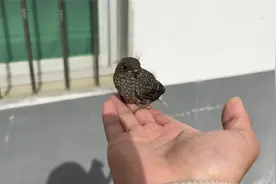 自从懂了鸟语走哪都要看看有没有小鸟