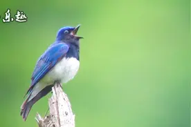 鸟叫声大全：白腹藍鶲清晨大叫，这叫声我听了好几遍，好听！