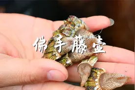 翻山跨海挖到的佛手藤壶，味道鲜甜无比，被誉为是地狱海鲜视频封面