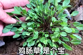 附地菜别名“鸡肠草”价值高，到底有啥好？遇见别再错过它视频封面
