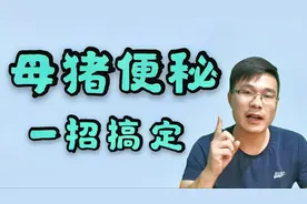 母猪便秘、不排便、拉干粪球，要如何解决呢？一招就能搞定视频封面