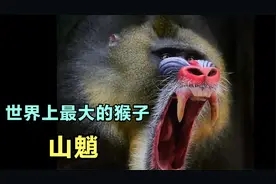 世界上最大的猴子，天性凶猛好斗，发起怒来连狮子都不放在眼里