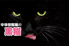 黑猫，为啥被称为玄猫？养他是种什么体验？视频封面
