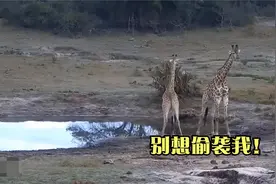 暴躁犀牛挑衅长颈鹿，谁知被长颈鹿一脚踹脸，疼的犀牛掉头就跑！视频封面
