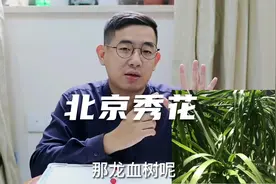 龙血树怎么养？北京花友展示两盆大龙血树，园艺师帮她解决疑惑视频封面