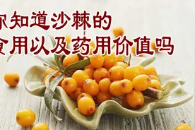 老中医养生谈：你知道沙棘的食用以及药用价值吗视频封面