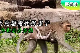 猴妈竟想淹死猴崽子：只为和老公亲热，这猴妈也太残忍了视频封面