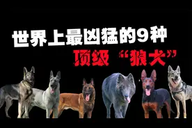 世界上最凶猛的9种顶级狼犬，你见过比狼还要可怕的狗吗？