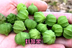 农村珍贵植物灯笼果，在生活中有3妙用，没事吃几个好处多视频封面