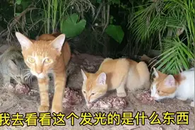 流浪猫也很讲义气，跟对大哥就有福同享，对话太搞笑了视频封面