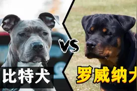 比特犬vs罗威纳犬，谁才是战斗力最强的狗？视频封面