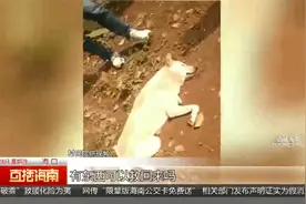 男子盗狗被抓现行 “弩针投毒”手法残忍视频封面