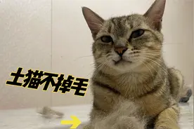 狸花猫疯狂的掉毛，铲屎官清理到崩溃，再也不相信土猫不掉毛了