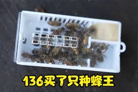 126元网购了只种蜂王，路上奔波3-4天情况紧急，看看能介绍成功吗